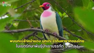 พบนกเปล้าหน้าแดง นกประจำถิ่นหายากของไทย ในเขตรักษาพันธุ์ป่าเขาบรรทัด จ.พัทลุง