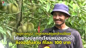 (ชมคลิป) "ฤดูกาลทอง" เกษตรกรสตูลกล้าเปลี่ยน! โค่นยางปลูกทุเรียนหมอนทอง ล้งจองถึงสวน กิโลละ 100 บาท