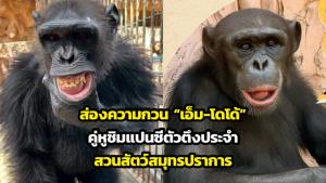 ส่องความกวน “เอ็ม-โดโด้” คู่หูชิมแปนซีตัวตึงประจำสวนสัตว์สมุทรปราการ