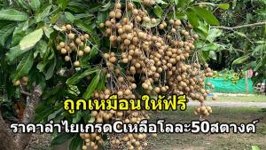 ถูกกว่านี้ไม่มีอีกแล้ว!!  ชาวสวนสุดทนราคาลำไยปีนี้  เหลือ กิโลละ 50 สตางค์ เกรด C รง.ไม่รับซื้อ