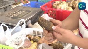 คลิกคลิป : ฤดูกาลสีสันเห็ดยูนนาน ดึงดูดนักท่องเที่ยวจำนวนมาก