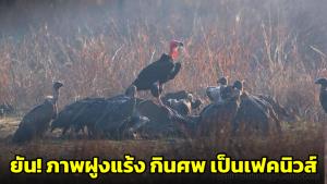 ดร.ธรณ์ยืนยัน! ภาพฝูงแร้ง-อีกาเชื่อมโยงศพทหารกัมพูชา เป็นเฟกนิวส์