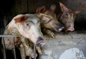 เวียดนามกุมขมับ! อหิวาต์แอฟริกาในสุกรระบาดหนัก ยอดหมูติดเชื้อเพิ่มพรวด 3 เท่าใน 2 สัปดาห์