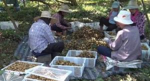 จันทบุรีเปิดรับสมัครแรงงานไทย 30,000 อัตรา เก็บเกี่ยวลำไย พร้อมที่พักฟรี รายได้ดี