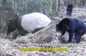 ขสป.กะทูน เผยภาพสัตว์ป่าหายาก "สมเสร็จ และ หมีหมา" สะท้อนความอุดมสมบูรณ์ของป่าแดนใต้