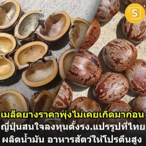 เมล็ดยางขาดแคลน ดันราคาพุ่ง แบบไม่เคยเกิดขึ้นมาก่อน หลังญี่ปุ่น ตั้งรง.แปรรูปเมล็ดยางในไทย
