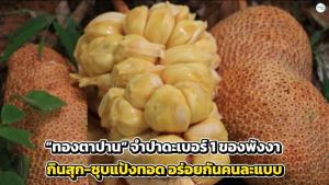 “ทองตาปาน” จำปาดะเบอร์ 1 ของพังงา กินสุก ชุบแป้งทอดอร่อยกันคนละแบบ