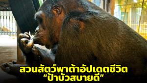 “ป้าบัวสบายดี” สวนสัตว์พาต้าอัปเดตชีวิตกอริลลาในตำนาน พร้อมกลับมาเปิดรอบชมแบบจำกัดเวลา