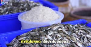 กำจัดไม่หมด ก็ใช้ประโยชน์มันซะ