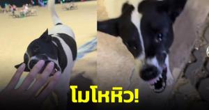 โมโหหิว!! หมาพัทยาทำเนียน เดินมาอ้อน-กระดิกหาง พอเห็นไม่มีของกิน เปลี่ยนโหมด "แยกเขี้ยว" ใส่ทันที