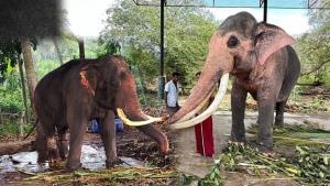 หลักกรรมสิทธิ์ในทรัพย์สินพระมหากษัตริย์ ช้างพระราชทาน และเครื่องราชอิสริยาภรณ์