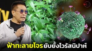 “หมอธีระวัฒน์” เผยงานวิจัยพบฟ้าทะลายโจรมีศักยภาพยับยั้งไวรัสนิปาห์ได้