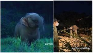 ยิงยาซึมช้างทำอย่างไรให้ถูกวิธี : บทเรียนจากกรณีสีดอหูพับล้ม