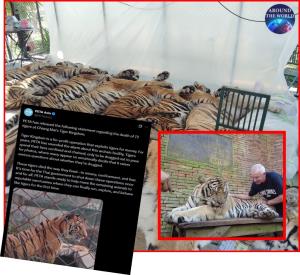 มาแล้ว! PETA ออกโรงจี้รบ.ไทยต้องสั่งปิด “คุ้มเสือเชียงใหม่” หลังเสือ 72 ตัว” ตายกะทันหันพร้อมกัน ชี้เปิดเพื่อหาเงินสงสัยอาจ "วางยาสัตว์" ให้ดูเชื่องผิดธรรมชาติ