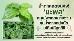 น้ำตาลลดจนงง! ‘ชะพลู’ สมุนไพรลดเบาหวาน คุมน้ำตาลอยู่หมัด แค่กินให้ถูกวิธี