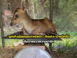 “ลูกเก้งน้อยรอดจากไฟป่า” กินเก่ง-น้ำหนักขึ้น เริ่มฉายแววความน่ารัก
