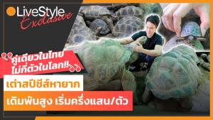 บุกฟาร์มเต่าสปีชีส์หายาก “คู่เดียวในไทย-ไม่กี่ตัวในโลก!!” ธุรกิจเดิมพันสูง เริ่มตัวละครึ่งแสน
