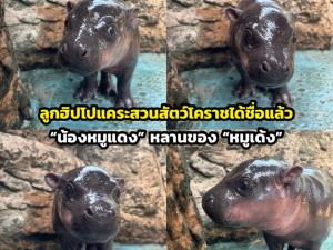 ลูกฮิปโปแคระสวนสัตว์โคราชได้ชื่อแล้ว “น้องหมูแดง” หลานของ “หมูเด้ง”