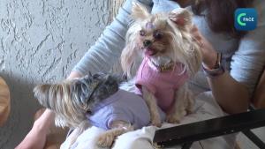 คลิกคลิป : ร้านค้า “Pet-friendly” ในปักกิ่งฮิตต่อเนื่อง รับกระแสเศรษฐกิจสัตว์เลี้ยงเติบโต