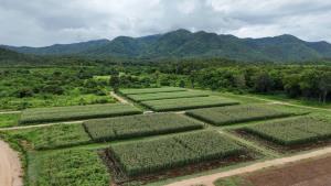 SUN ปักธงรัศมี 50 กม.รอบโรงงานปั้น“ข้าวโพดหวานไทย"สู่โมเดลเกษตรแห่งอนาคต เทคโนโลยี อัจฉริยะ
