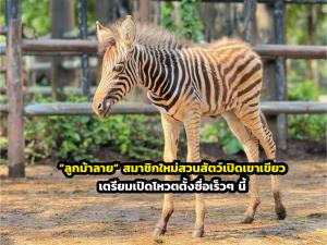 ชมความน่ารัก “ลูกม้าลาย” สมาชิกใหม่สวนสัตว์เปิดเขาเขียว เตรียมเปิดโหวตตั้งชื่อเร็วๆ นี้