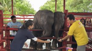 ยิ่งใหญ่! ฉลอง 2 ขวบลูกช้างแฝดคู่แรกของโลก “พลายสรรพลักษณ์โสภณ-พังสกลลักษณ์โสภิต” พระอาจารย์แดงร่วมอวยพร