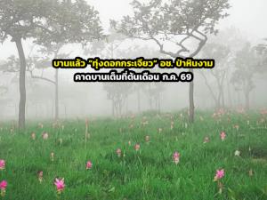 บานแล้ว “ทุ่งดอกกระเจียว” อช. ป่าหินงาม คาดบานเต็มที่ต้นเดือน ก.ค. 69