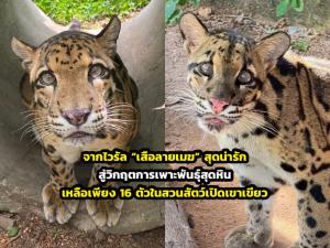 จากไวรัล “เสือลายเมฆ” สุดน่ารัก สู่วิกฤตการเพาะพันธุ์สุดหิน เหลือเพียง 16 ตัวในสวนสัตว์เปิดเขาเขียว