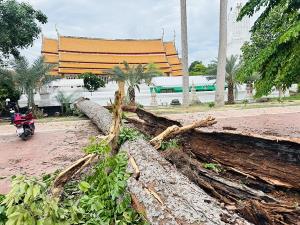 พายุถล่มอยุธยา! ต้นยางนาอายุกว่า 120 ปี โค่นล้มในวัดกษัตราธิราชฯ ทับสายไฟเสียหาย ชาวบ้านเชื่อบารมี “หลวงพ่อเทียม” ช่วยคุ้มครองโบราณสถาน