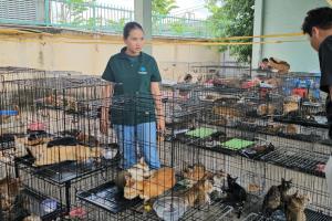 ตำรวจเวียดนามจับแก๊งค้าเนื้อแมว ช่วยพ้นโรงเชือดกว่า 400 ตัว