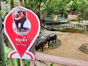 สวนสัตว์เปิดเขาเขียว ชวนแฟนคลับร่วมฉลองวันเกิด "หมูเด้ง" ครบรอบ 2 ปี จัดงานใหญ่ 10-12 ก.ค.นี้