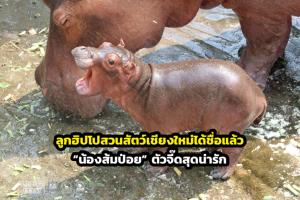 ลูกฮิปโปสวนสัตว์เชียงใหม่ได้ชื่อแล้ว “น้องส้มป่อย” ตัวจี๊ดสุดน่ารัก