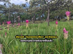อัพเดต! “ทุ่งดอกกระเจียว” อช.ไทรทอง ดอกบานกระจายตัวมากขึ้นแล้ว