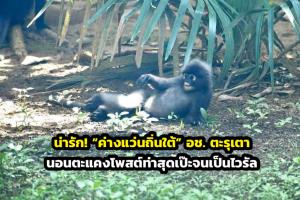 น่ารัก! “ค่างแว่นถิ่นใต้” อช. ตะรุเตา นอนตะแคงโพสต์ท่าสุดเป๊ะจนเป็นไวรัล