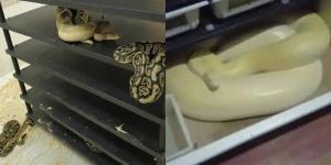 ความแตกเพราะค่าไฟ! ชายจีนติดคุก หลังแอบเพาะงูเต็มห้องกว่า 300 ตัว