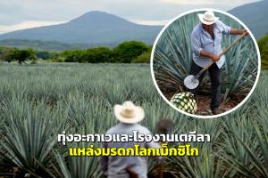 ตื่นตาตื่นใจ “ทุ่งอะกาเวและโรงงานเตกีลา” แหล่งมรดกโลกของเม็กซิโก