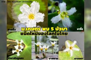 ฮือฮา ม.เกษตร พบ “บัวบา” 5 ชนิดใหม่ของโลกในไทย
