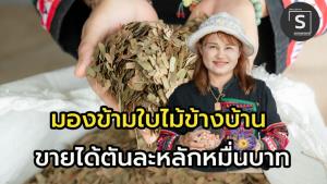(คลิป) ใบตะไคร้ - ใบมะขาม เงินล้าน !!  ณิชาดาสมุนไพร รับออเดอร์ครั้งละหลายสิบตัน