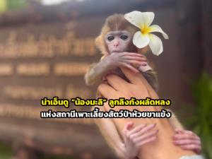 น่าเอ็นดู “น้องมะลิ” ลูกลิงกังผลัดหลงแห่งสถานีเพาะเลี้ยงสัตว์ป่าห้วยขาแข้ง