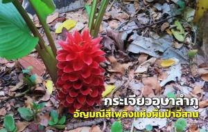 “กระเจียวอุษาลำภู” อัญมณีสีเพลิงแห่งผืนป่าอีสาน ความงามในฤดูฝน