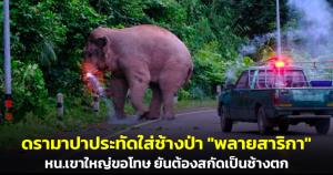 ดรามาปาประทัดใส่ช้างป่า "พลายสาริกา" หน.เขาใหญ่ขอโทษ ยันต้องสกัดเป็นช้างตกมันบุกสวนทุเรียน