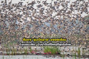 ตื่นตา! “ฝูงเป็ดลาย” อพยพเยือน “บึงบอระเพ็ด” บึงน้ำจืดที่ใหญ่ที่สุดในไทย
