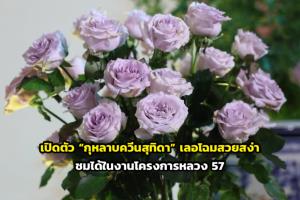 เปิดตัว “กุหลาบควีนสุทิดา” เลอโฉมสวยสง่า ชมได้ในงานโครงการหลวง 57
