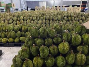 กัมพูชาคุยบอกทุเรียนเขมรครองตลาดจีนมากขึ้น อ้างผู้ซื้อย้ายแหล่งจากไทยเหตุขนส่งได้เร็วกว่า