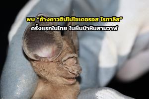 พบ “ค้างคาวฮิปโปไซเดอรอส โรทาลิส” ครั้งแรกในไทย ตอกย้ำความสมบูรณ์ผืนป่าหินสามวาฬ