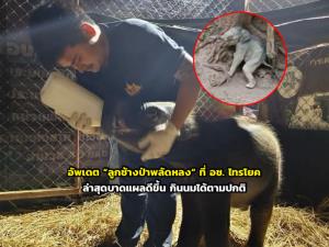 อัพเดต “ลูกช้างป่าพลัดหลง” ที่ อช. ไทรโยค ล่าสุดบาดแผลดีขึ้น กินนมได้ตามปกติ