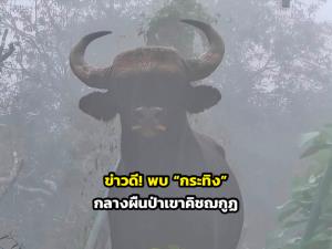 ข่าวดี! พบ “กระทิง” กลางผืนป่าเขาคิชฌกูฏ ตอกย้ำความอุดมสมบูรณ์ของระบบนิเวศ
