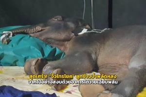 สุดเศร้า! "จิ๋วไทรโยค" ลูกช้างป่าพลัดหลง จากไปอย่างสงบด้วยอาการไตวายเฉียบพลัน&amp;#8203;