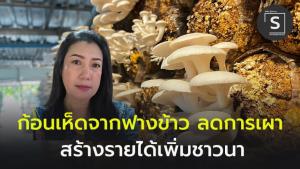 “กลุ่มเพาะเห็ดพิษณุโลก” เปลี่ยนทำก้อนเชื้อเห็ดจากขี้เลื่อยเป็นฟางข้าว ลดการเผา ชาวนารายได้เพิ่ม ได้เห็ดที่สมบูรณ์รสชาติดี