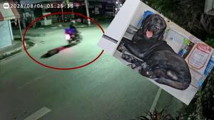 (คลิป)เหี้ยมเกิน!เผยภาพชายใจโหดขี่ จยย.ลาก “ตังตัง”สุนัขหนักเกือบ 50 โลฯครูดไปกับพื้นถนนลำปางจนเลือดอาบ